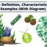 Algae Definition, Characteristics and Examples (With Diagram)