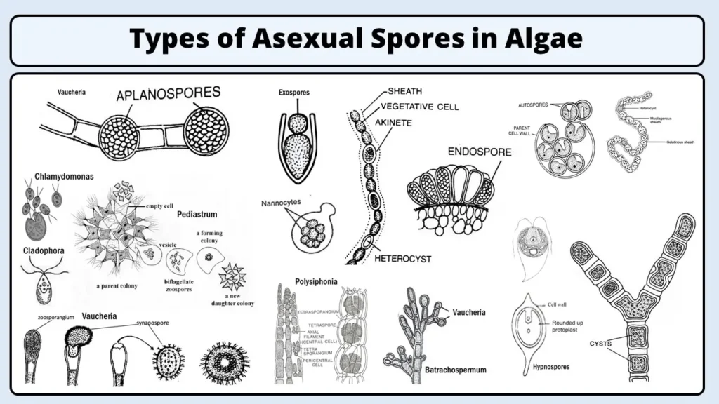 Asexual Reproduction in Algae