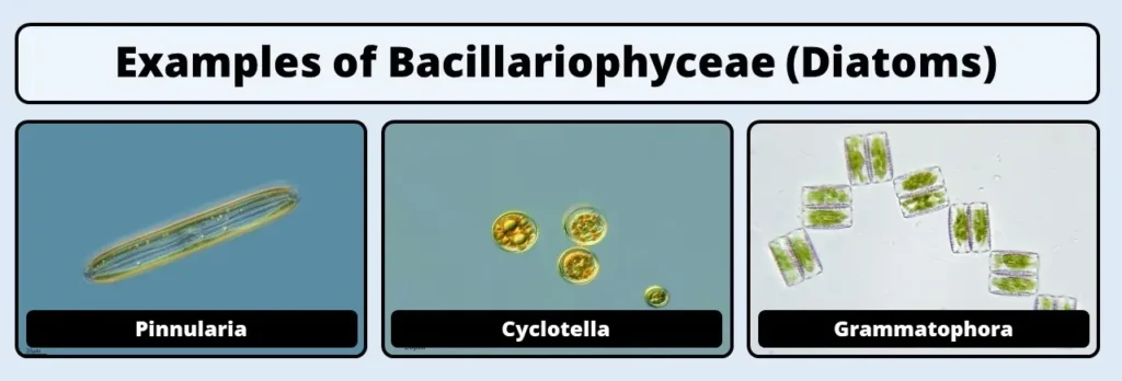 Bacillariophyceae examples