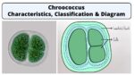 Chroococcus: Characteristics, Classification and Diagram - Rajus Biology