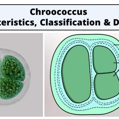 Chroococcus: Characteristics, Classification and Diagram - Rajus Biology