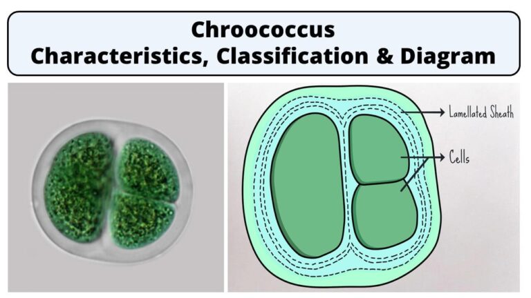 Chroococcus