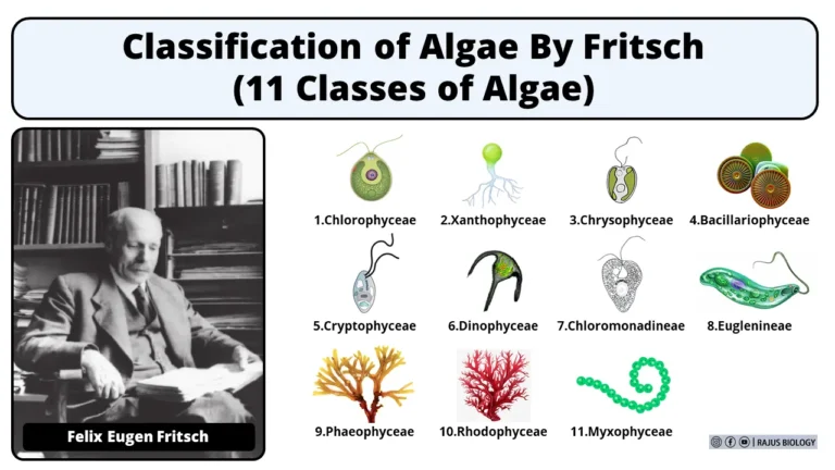 Classification of Algae By Fritsch