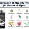 Classification of Algae By Fritsch