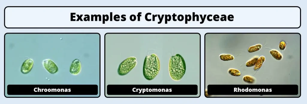 Cryptophyceae examples