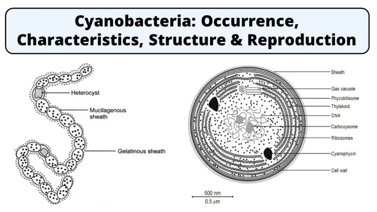 Cyanobacteria