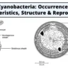 Cyanobacteria