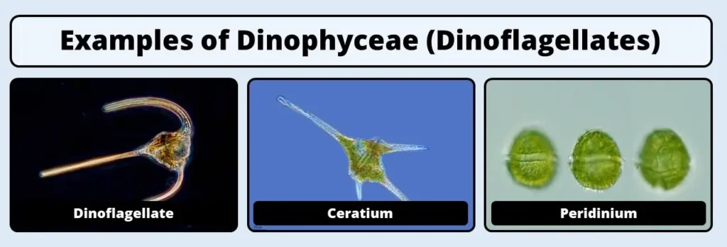 Dinophyceae examples