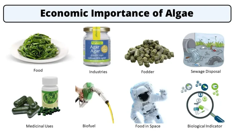 Economic Importance of Algae