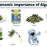 Economic Importance of Algae