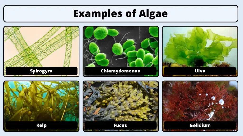 Examples of Algae