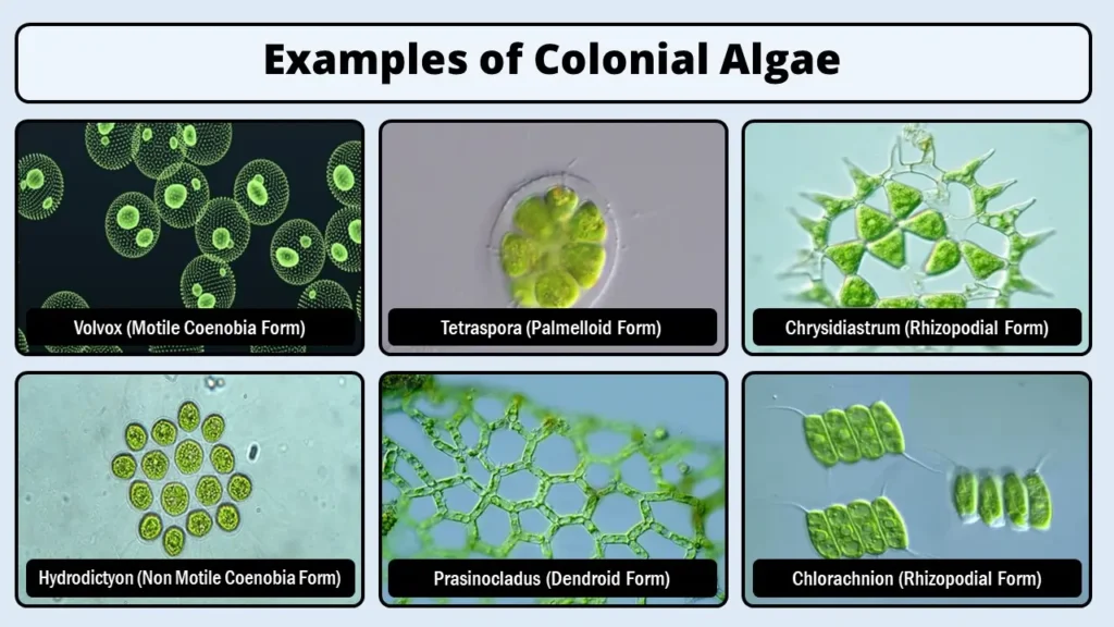 Examples of Colonial Algae