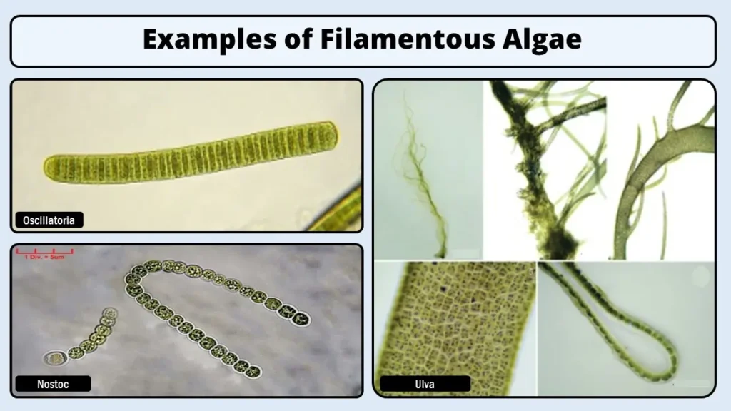 Examples of Filamentous Algae