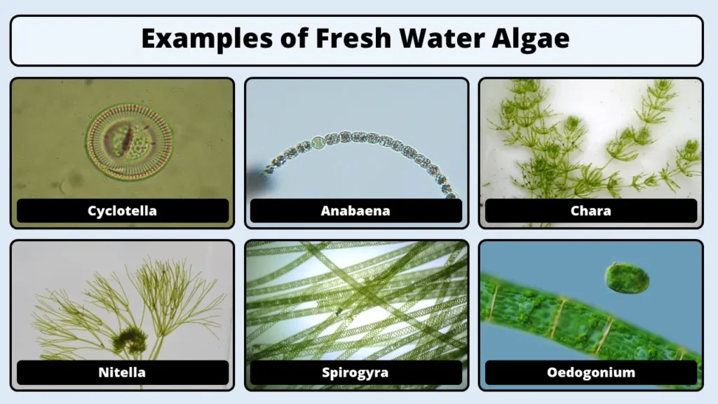 Examples of Fresh Water Algae