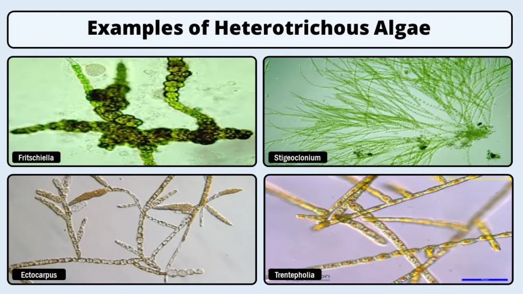 Examples of Heterotrichous Algae