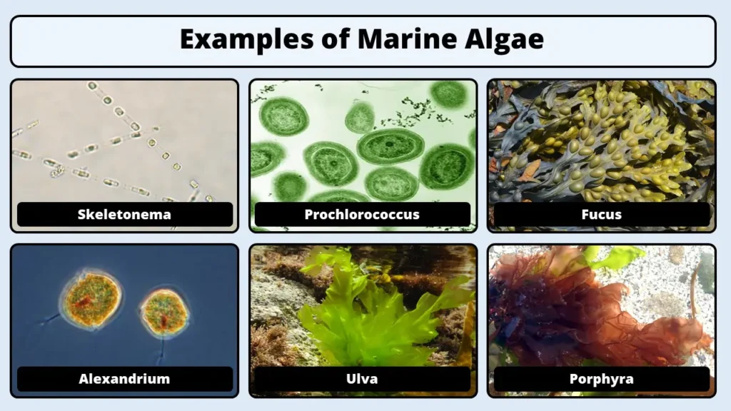 Examples of Marine Algae