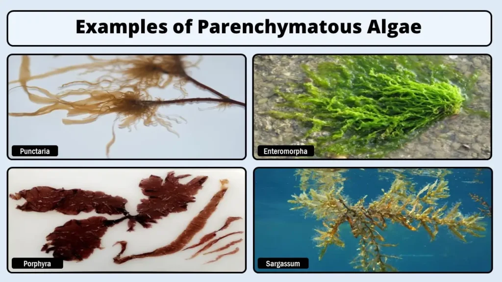 Examples of Parenchymatous Algae