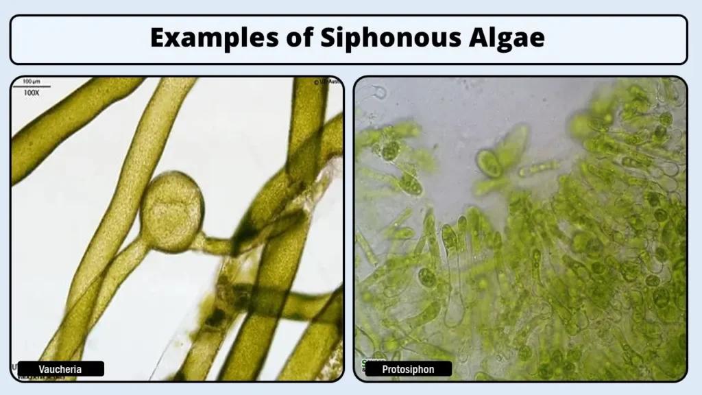 Examples of Siphonous Algae