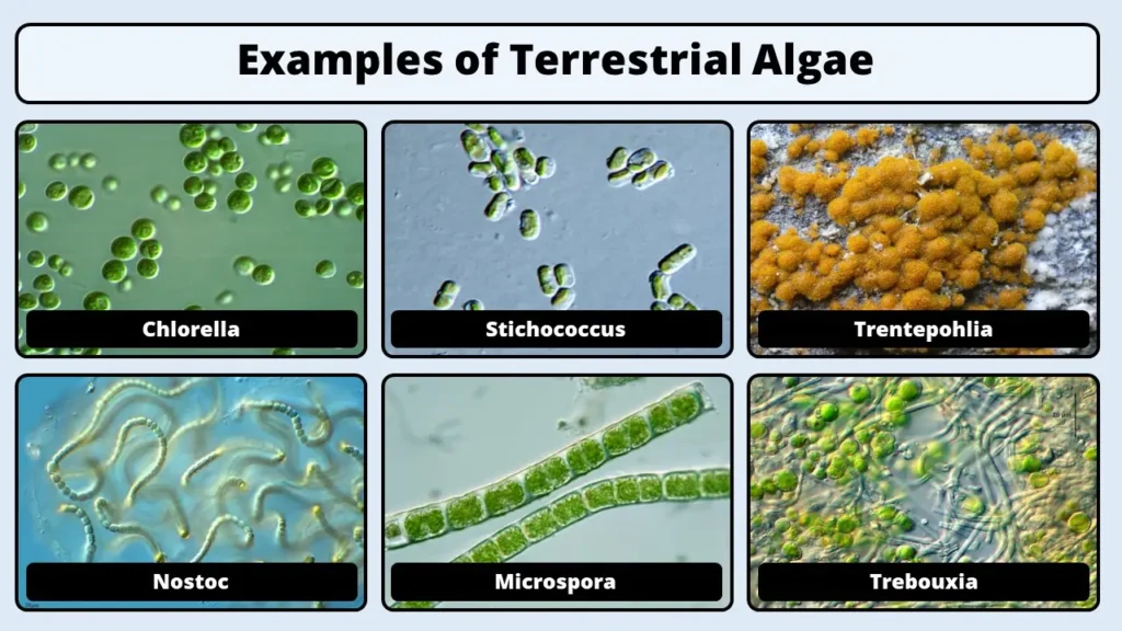 Examples of Terrestrial Algae