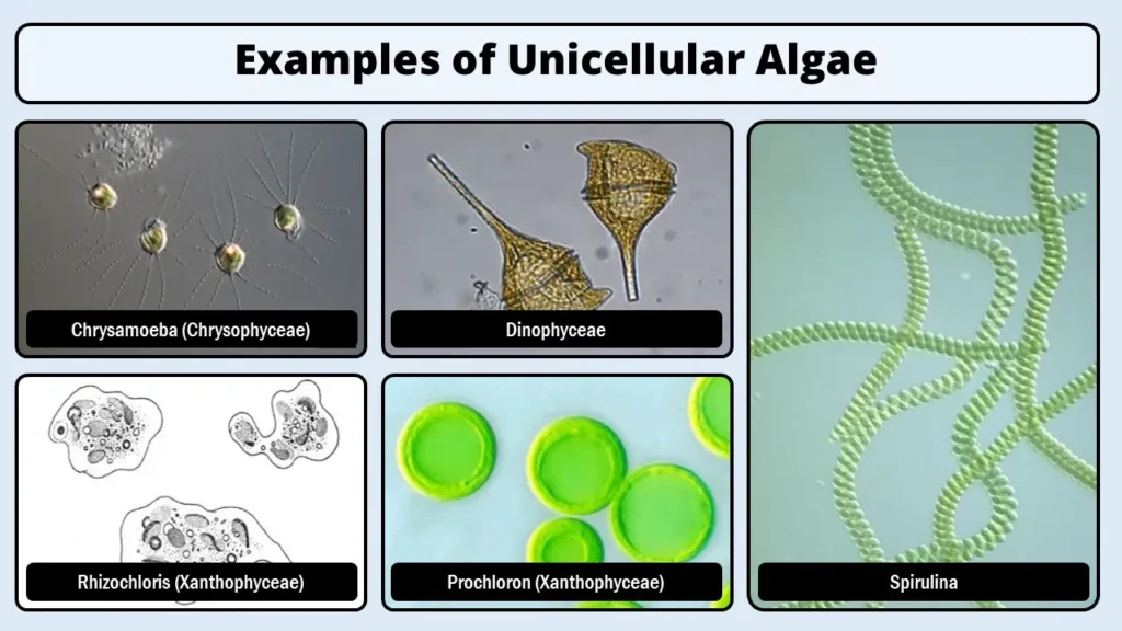 Examples of Unicellular Algae