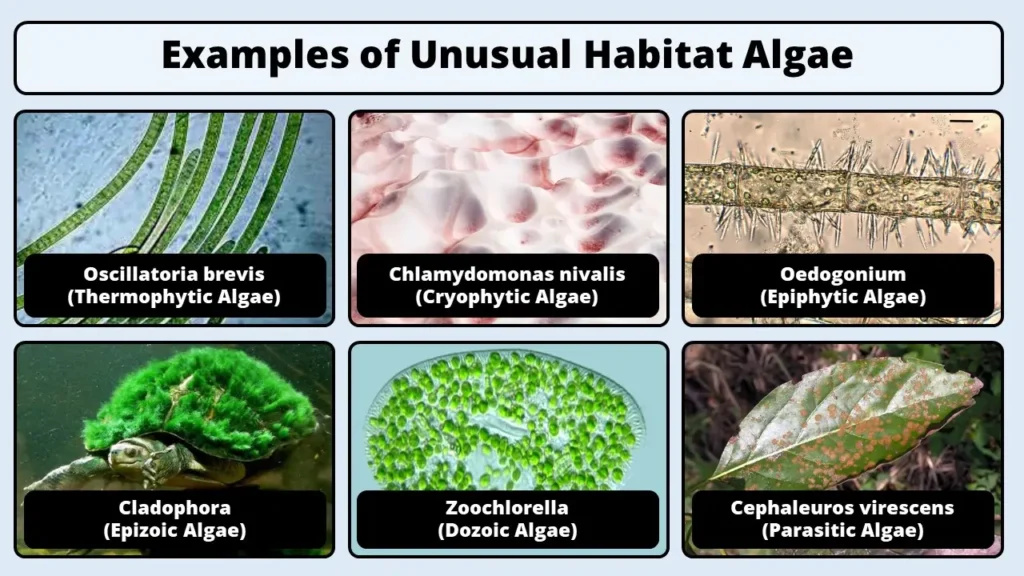 Examples of Unusual Habitat Algae