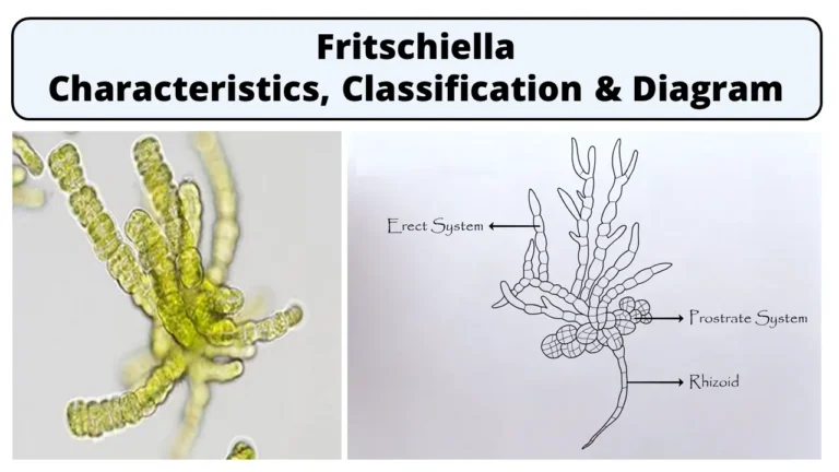 Fritschiella