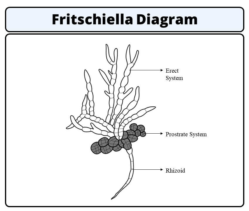 fritschiella diagram