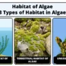 Habitat of Algae (3 Types of Habitat in Algae)