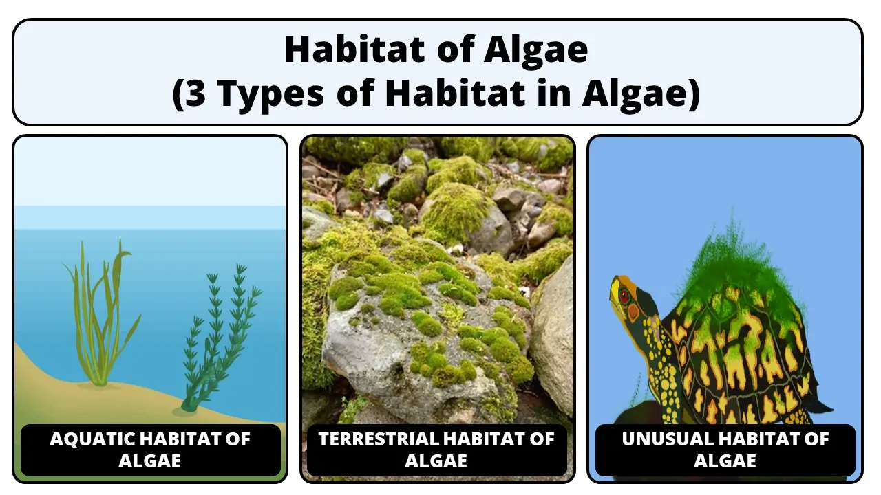 Habitat of Algae (3 Types of Habitat in Algae)