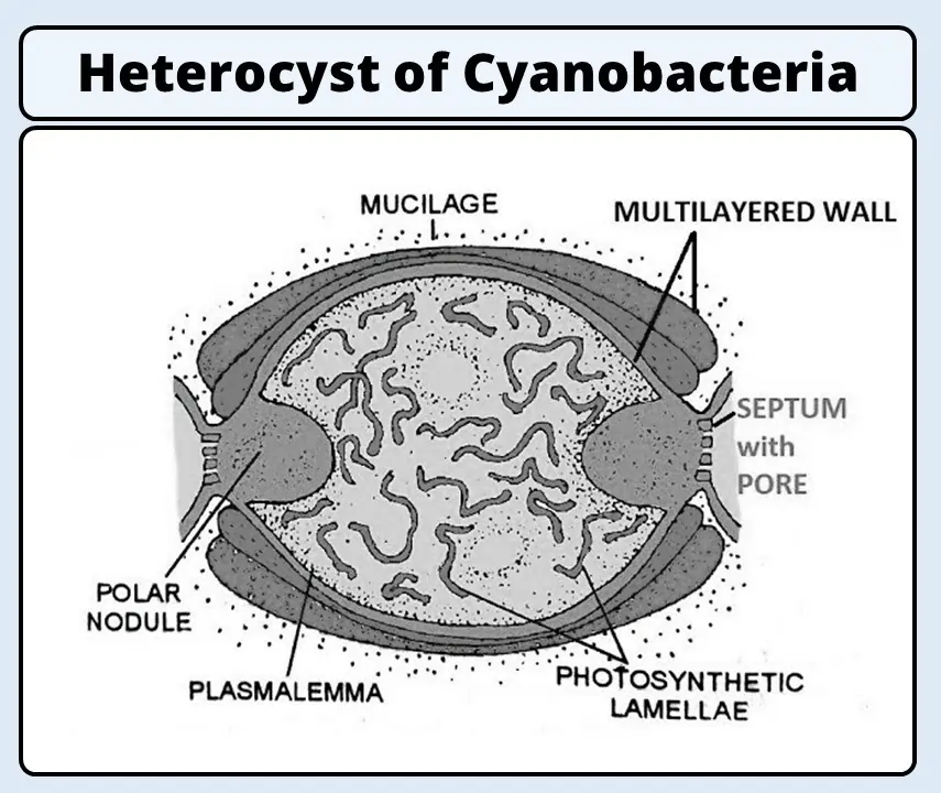 Heterocyst of Cyanobacteria