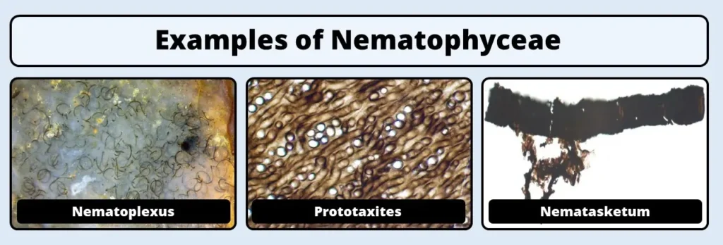 Nematophyceae examples