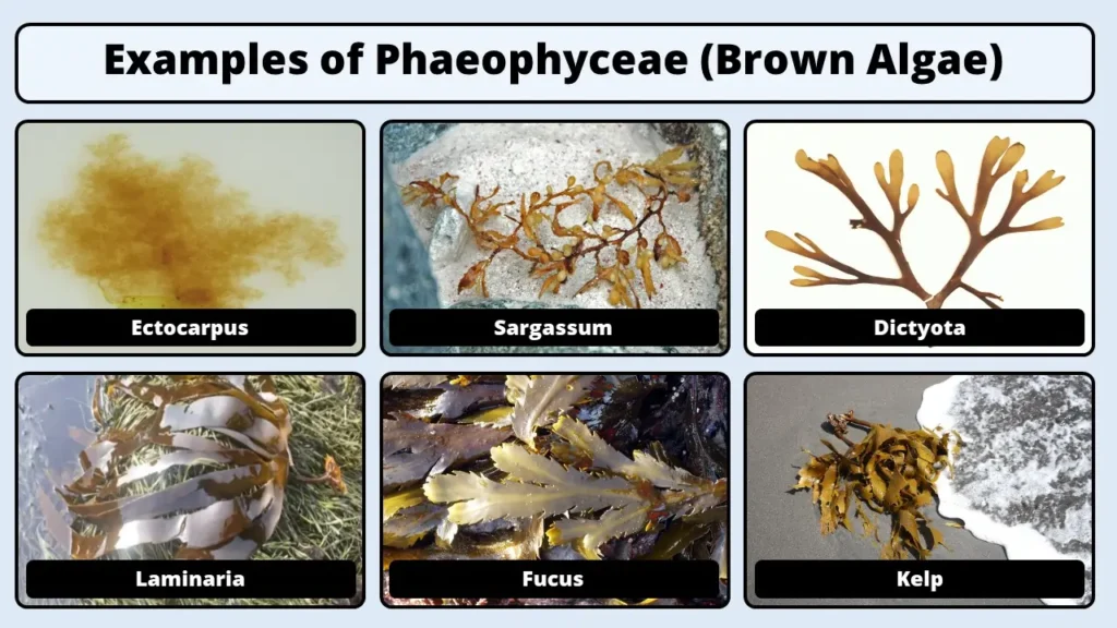 Phaeophyceae examples