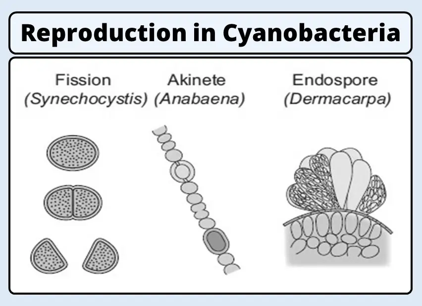 Reproduction In Cyanobacteria