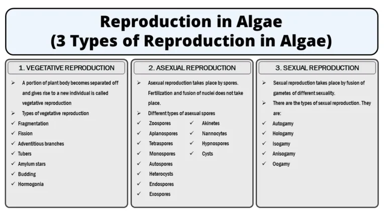 Reproduction in Algae