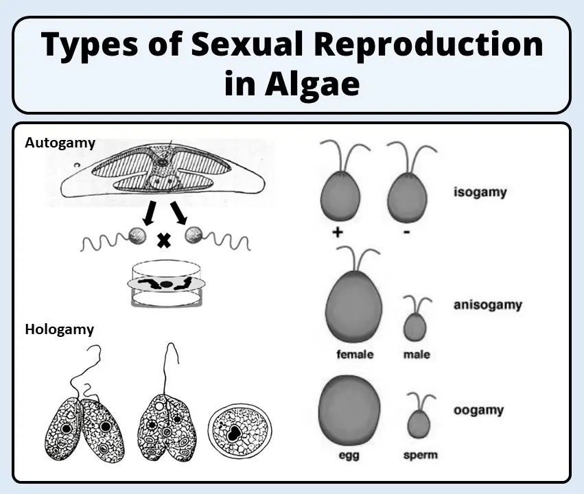 Types of Sexual Reproduction in algae