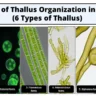 Thallus Organization in Algae (6 Types of Thallus)