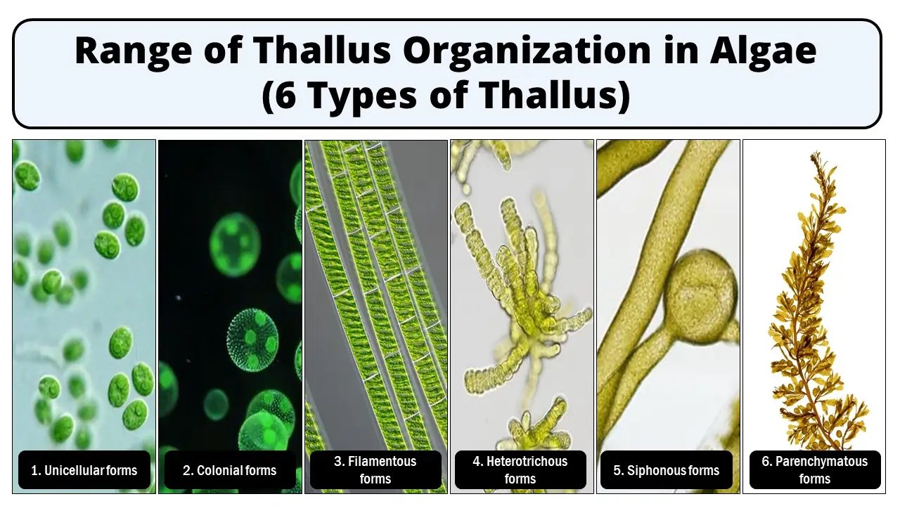 Thallus Organization in Algae (6 Types of Thallus)