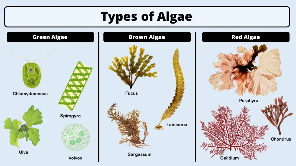 Types of Algae