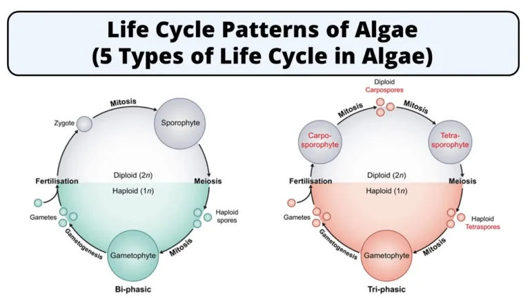 5. Diplobiontic Life Cycle in Algae