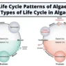 5. Diplobiontic Life Cycle in Algae