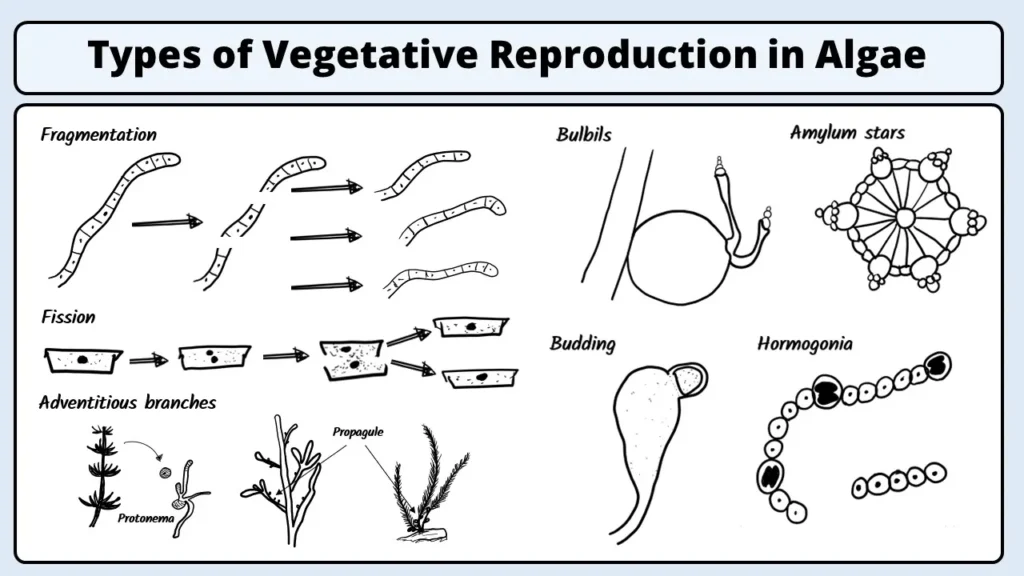 Types of Vegetative Reproduction in Algae