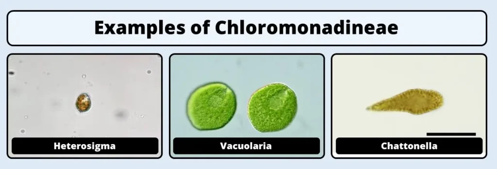 chloromonadineae examples