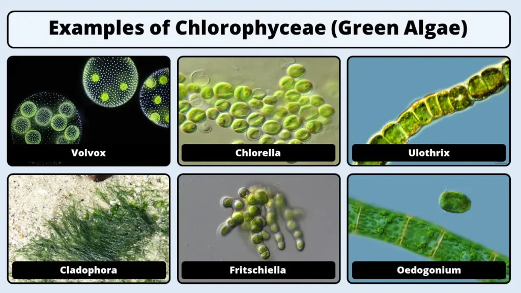 chlorophyceae examples