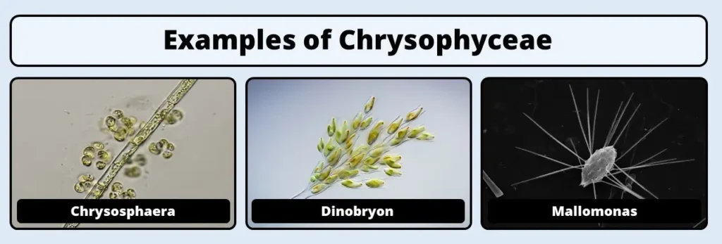 chrysophyceae examples