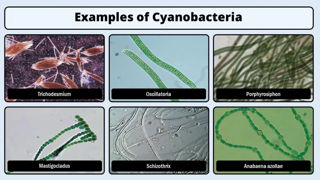 cyanobacteria examples