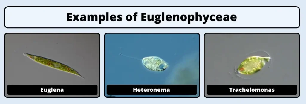 euglenophyceae examples