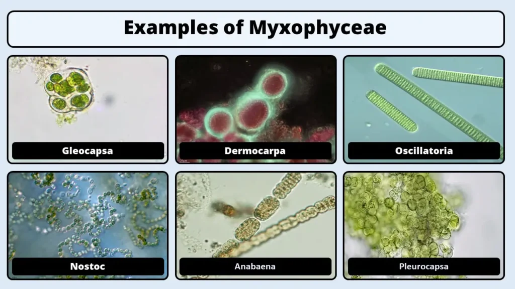 myxophyceae examples