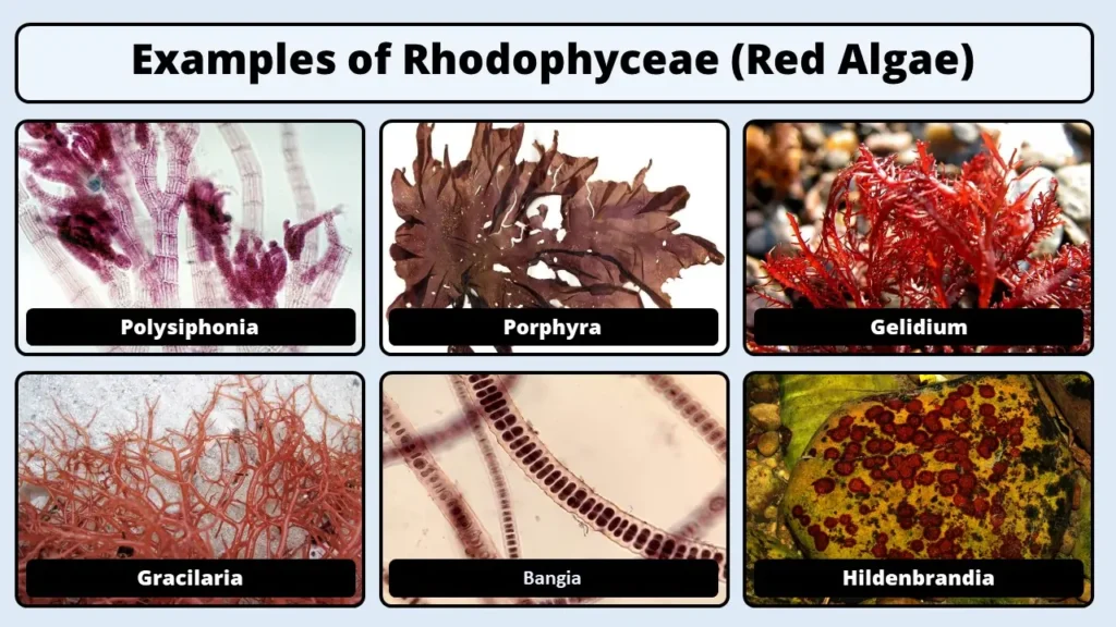 rhodophyceae examples