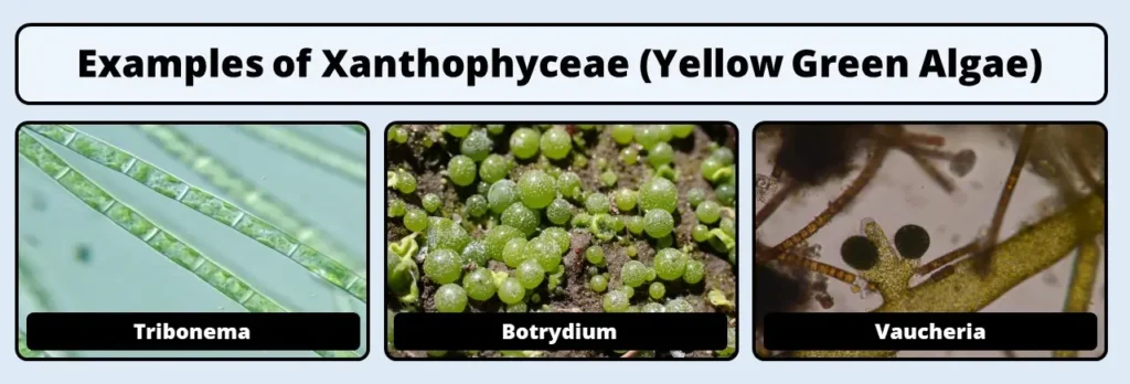 xanthophyceae examples