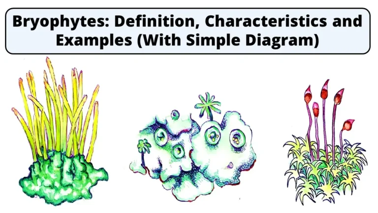 Bryophytes